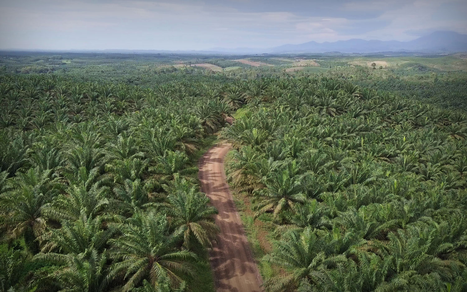 Peningkatan Efektivitas Pupuk di Lahan Marginal Kelapa Sawit