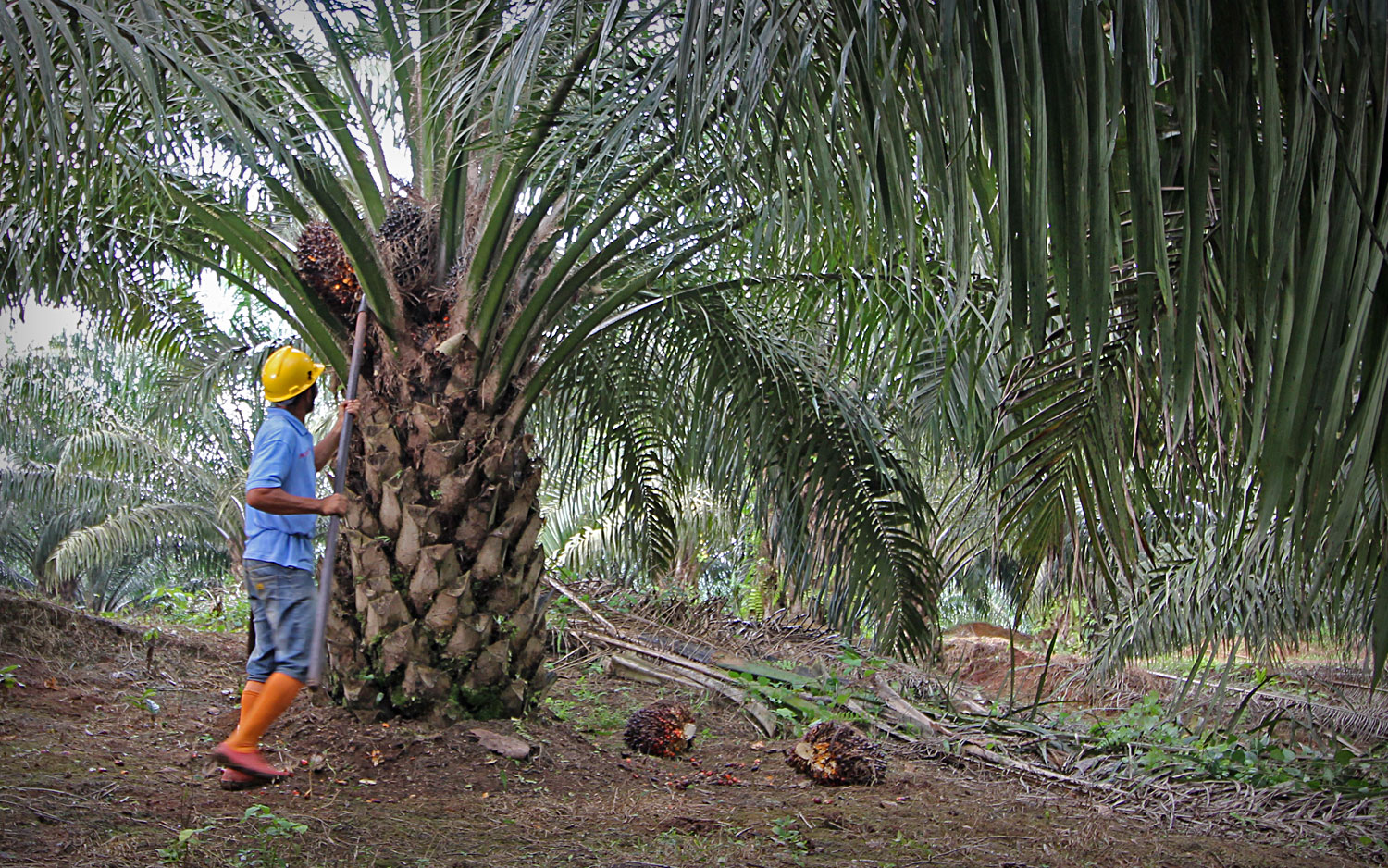 Pupuk NPK Briket & Granul untuk Kelapa Sawit