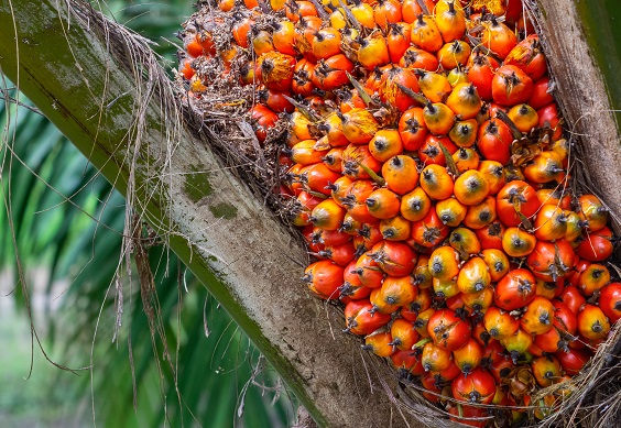 Cara Optimalisasi Pemakaian Pupuk Tunggal