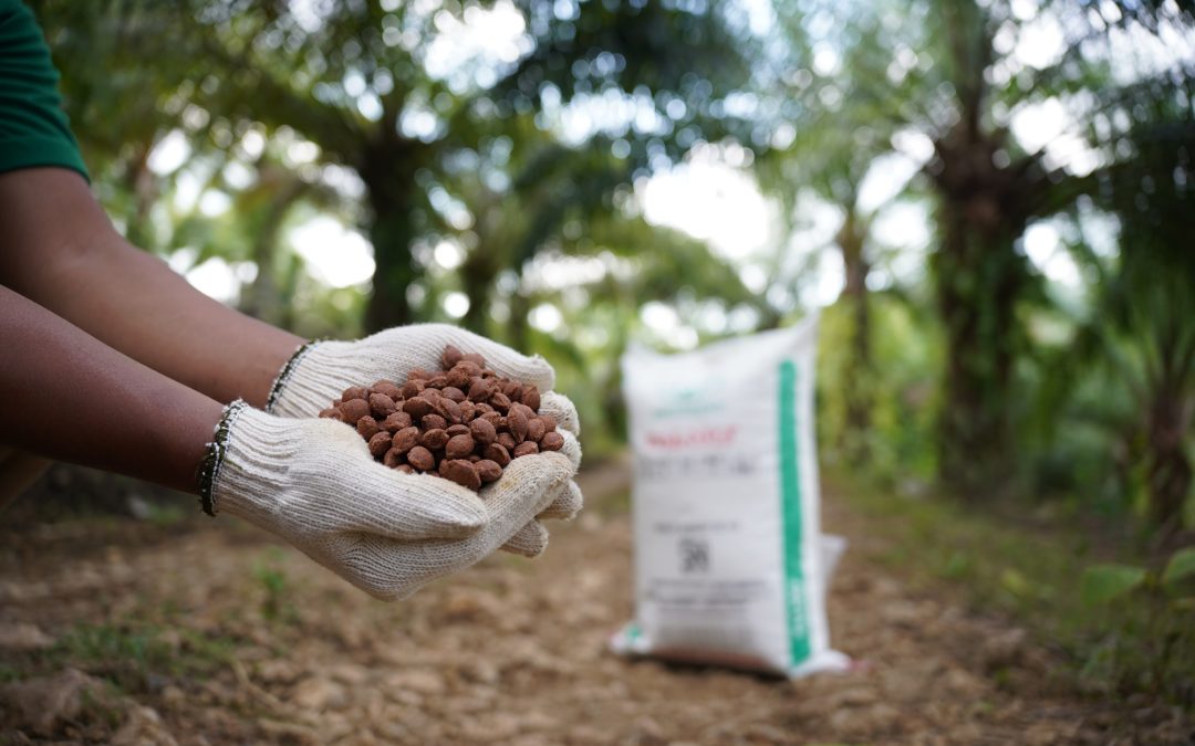 Kelapa Sawit Solusi Lahan Marginal